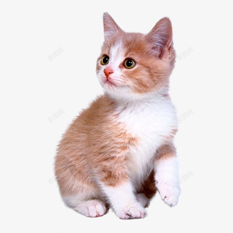 可爱的小猫咪png免抠素材_新图网 https://ixintu.com 动物 宠物 小猫咪