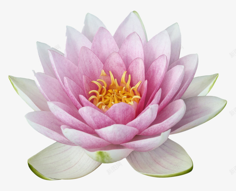 花瓣粉红的莲花png免抠素材_新图网 https://ixintu.com 植物 美丽 花朵 莲花