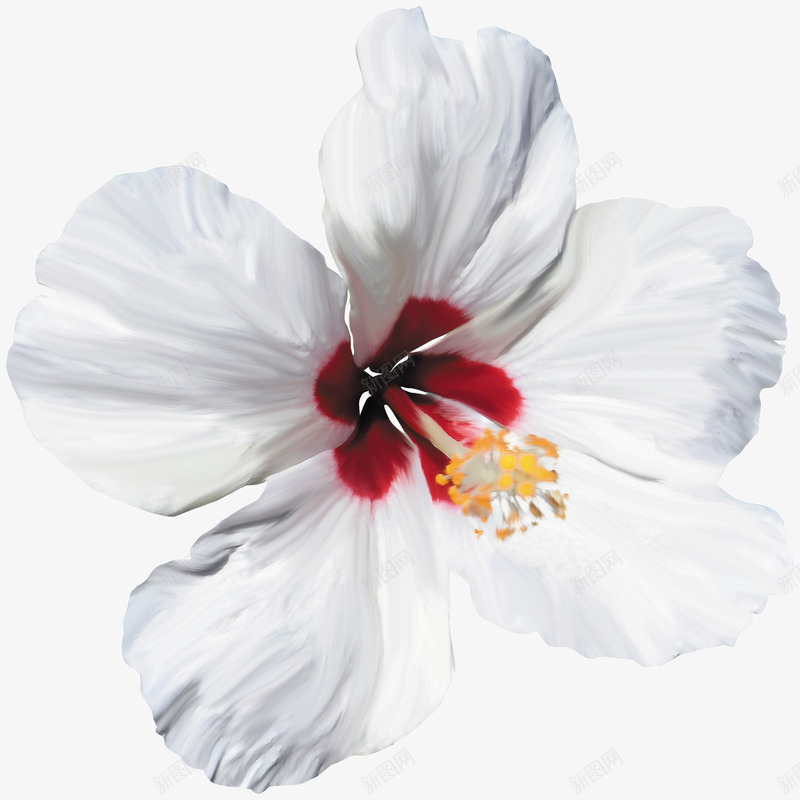 白色蜀葵花png免抠素材_新图网 https://ixintu.com 实物 白色蜀葵花 美丽的花朵 花朵 蜀葵花