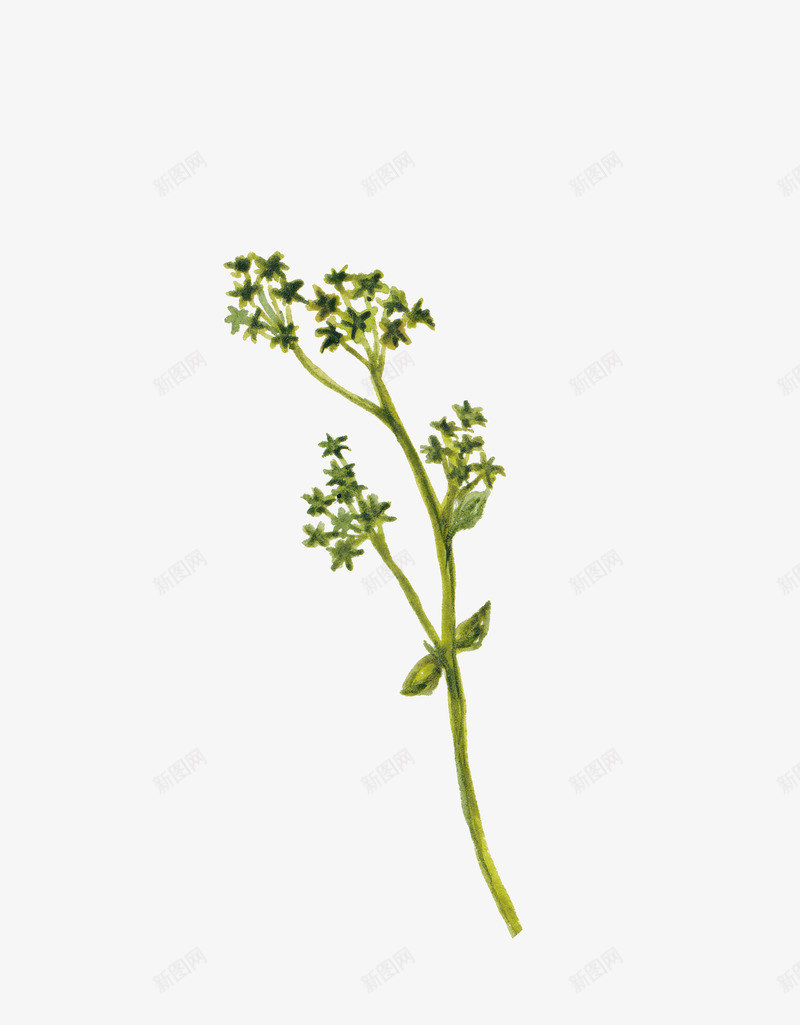 一株小草png免抠素材_新图网 https://ixintu.com 一株 卡通 小草 手绘 桔梗 简图 绿色 装饰
