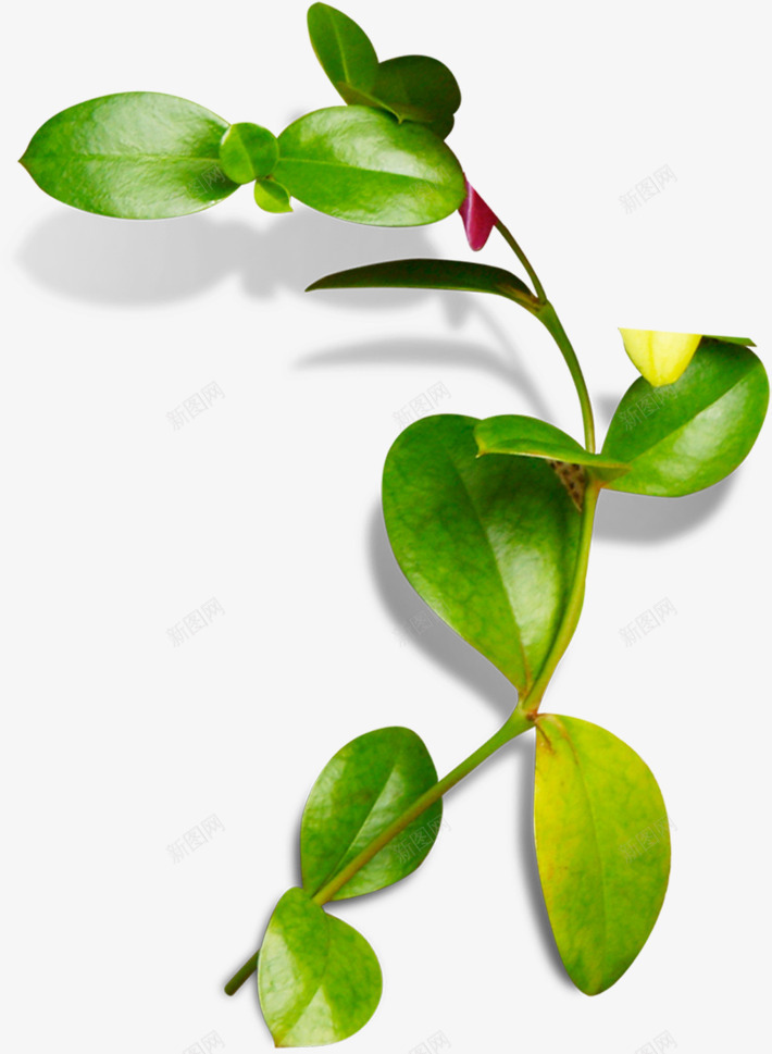 绿色树叶美景风光景色png免抠素材_新图网 https://ixintu.com 景色 树叶 绿色 美景 风光