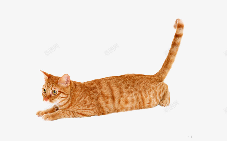 黄色的大花猫片png免抠素材_新图网 https://ixintu.com 免抠喵咪 宠物猫 小动物装饰图片 毛茸茸的花猫