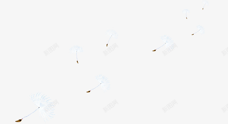 飘落蒲公英psd免抠素材_新图网 https://ixintu.com 漂浮 白色 蒲公英 飘落