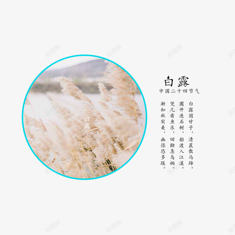 二十四节气之白露png免抠素材_新图网 https://ixintu.com 二十四节气 景色 植物 白露 白露插画 艺术字