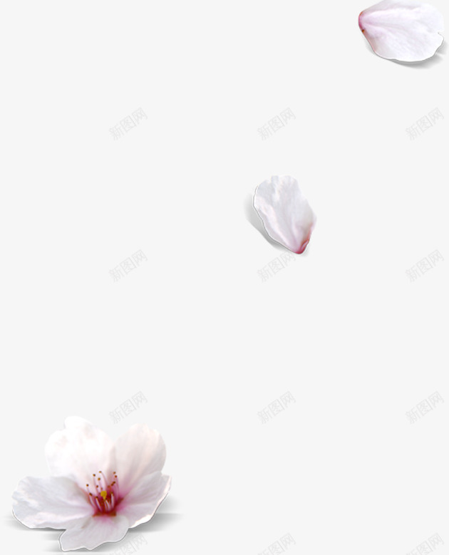 漂浮的浅色花瓣png免抠素材_新图网 https://ixintu.com 浅色 漂浮 花瓣