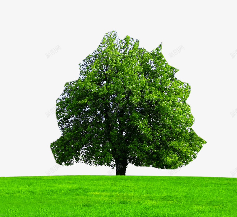 绿色菩提树png免抠素材_新图网 https://ixintu.com 大树 植物 绿树 绿色 绿色菩提树图片素材免费下载 菩提树