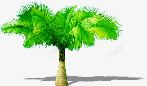 手绘热带植物大树png免抠素材_新图网 https://ixintu.com 大树 植物 热带