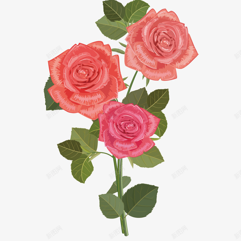 月季花朵png免抠素材_新图网 https://ixintu.com 月季花 红色 美丽 花朵