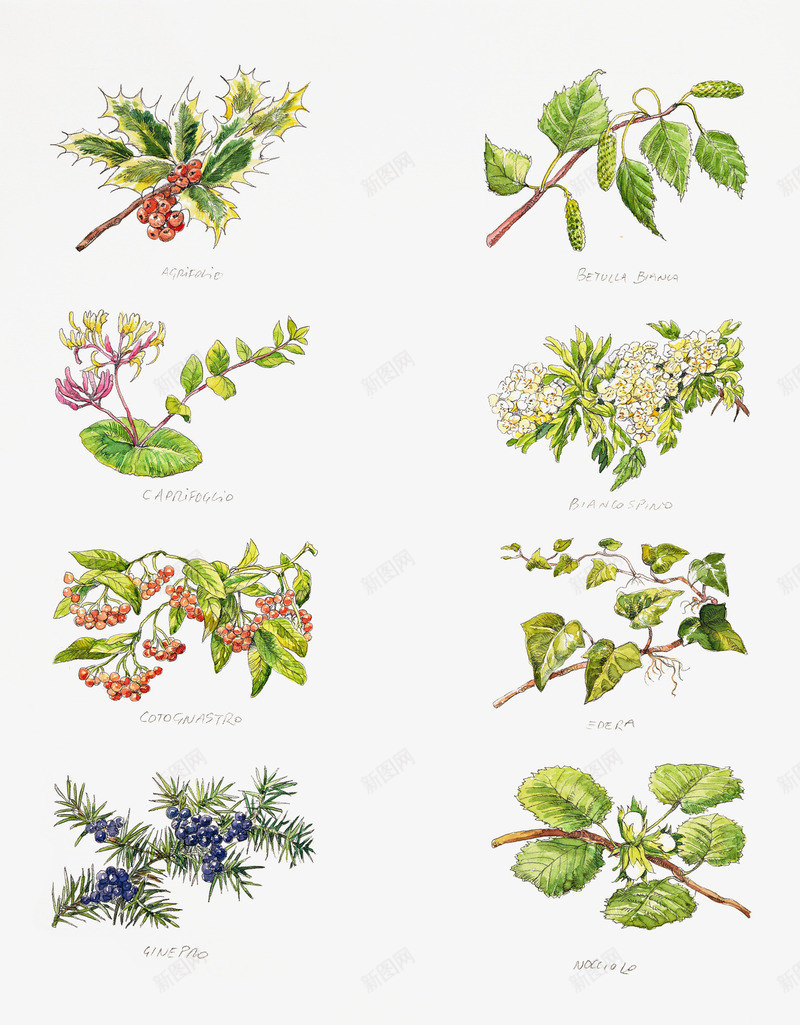 手绘叶子绿色植物png免抠素材_新图网 https://ixintu.com 冬青树 手绘 枝叶 红色果子 红色浆果 绿色植物 锯齿状叶子