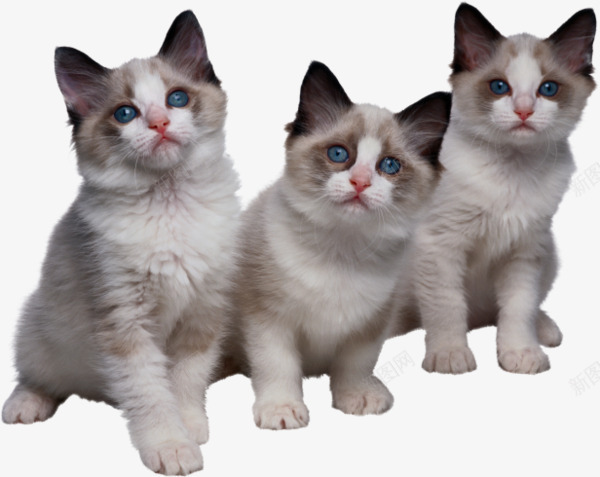 三只小猫png免抠素材_新图网 https://ixintu.com 动物 小猫 猫