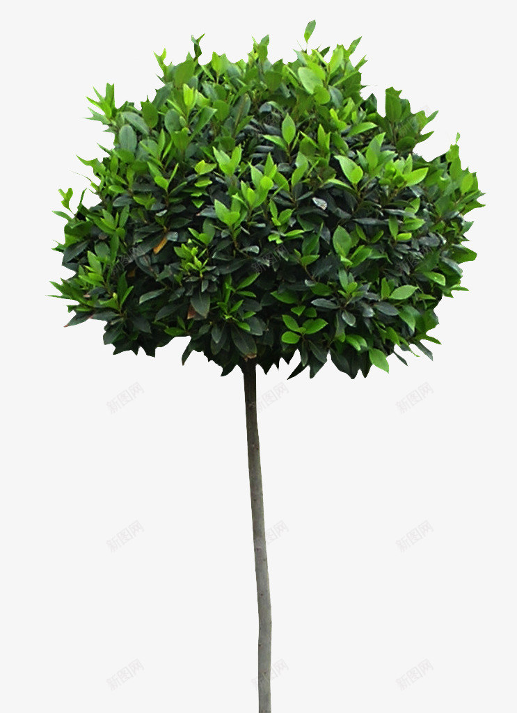 绿色大树绿叶植物png免抠素材_新图网 https://ixintu.com 大树 植物 绿叶 绿色