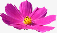 粉色美丽花朵美景png免抠素材_新图网 https://ixintu.com 粉色 美丽 美景 花朵