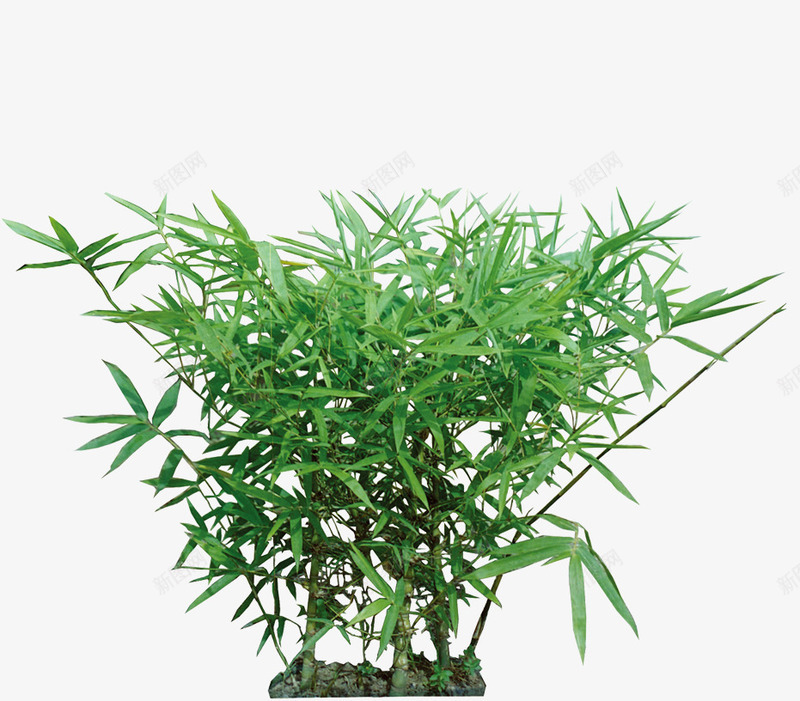 竹子psd免抠素材_新图网 https://ixintu.com 环保 竹叶 绿色 造型树