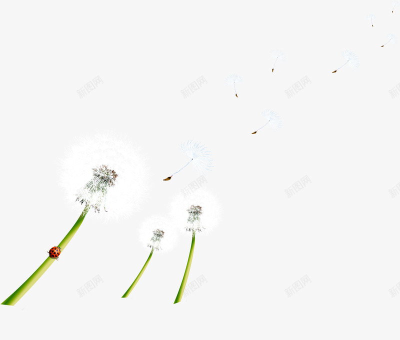 蒲公英飞舞png免抠素材_新图网 https://ixintu.com 免费 免费下载 免费图片 小草 田野 自然 蒲公英
