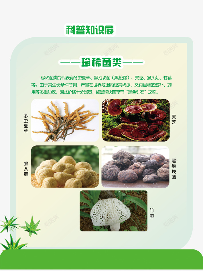 菌类展板png免抠素材_新图网 https://ixintu.com 冬虫夏草 展板模板 广告设计模板 源文件 灵芝 科普知识 绿色 菌类展板图片 菌类展板素材下载