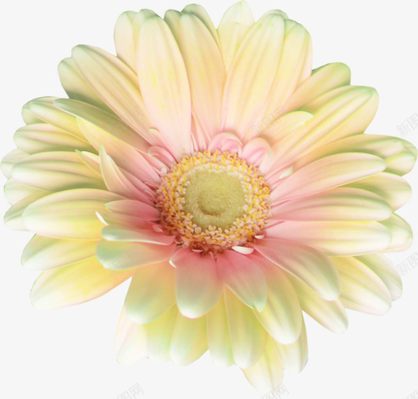 漂浮贡菊png免抠素材_新图网 https://ixintu.com 漂浮 花朵 花瓣 菊花 贡菊 黄色