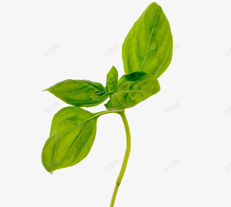 生长植物png免抠素材_新图网 https://ixintu.com 小草 绿色 草叶 草芽