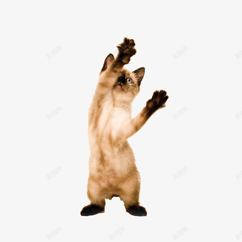 顽皮的小猫png免抠素材_新图网 https://ixintu.com 宠物 小猫 爪子 顽皮