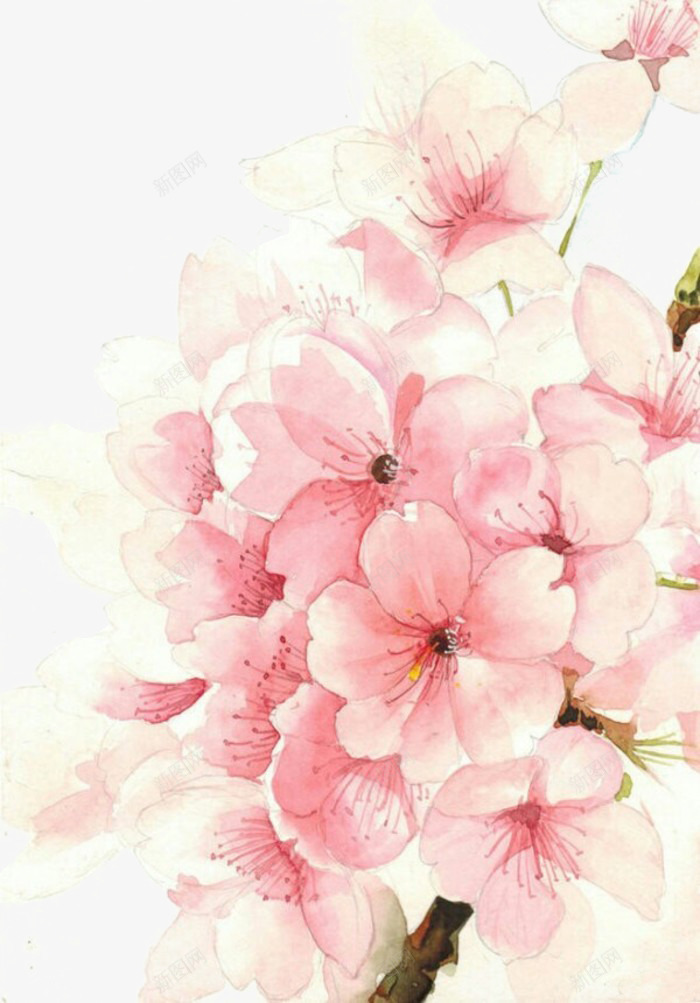 鲜花png免抠素材_新图网 https://ixintu.com 古风 水彩 美丽 花朵 鲜艳