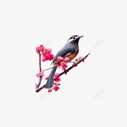 花枝上的鸟儿png免抠素材_新图网 https://ixintu.com 小鸟素材 春节素材 花枝素材 过年装饰图案 鸡年元素