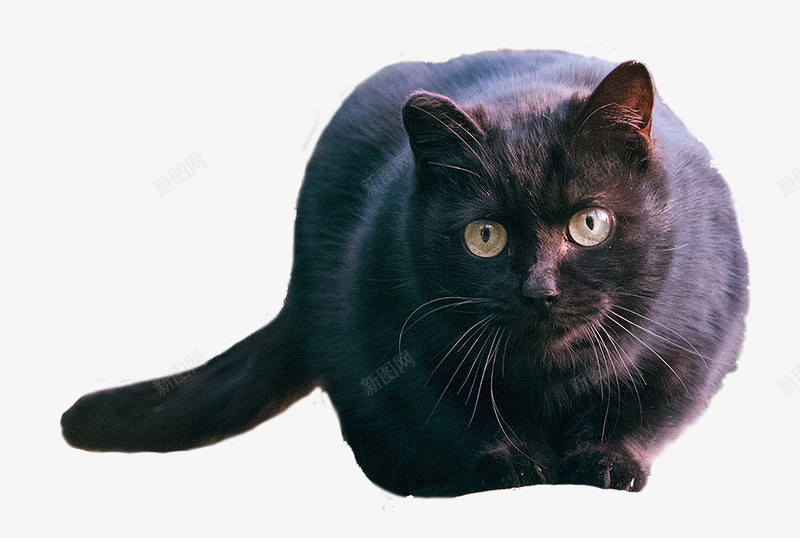 可爱萌萌的小猫5png免抠素材_新图网 https://ixintu.com 动物 可爱 猫 萌