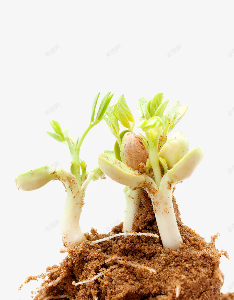 刚冒出头的小菜苗png免抠素材_新图网 https://ixintu.com 健康 健康饮食 关爱环境 烹饪 爱护 生命 绿色环境 菜牙 菜苗 豆芽 黄豆 黄豆芽