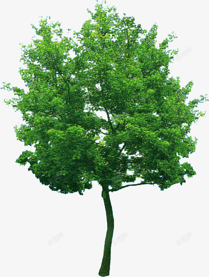 绿油油的大树植物装饰png免抠素材_新图网 https://ixintu.com 大树 植物 绿油油 装饰