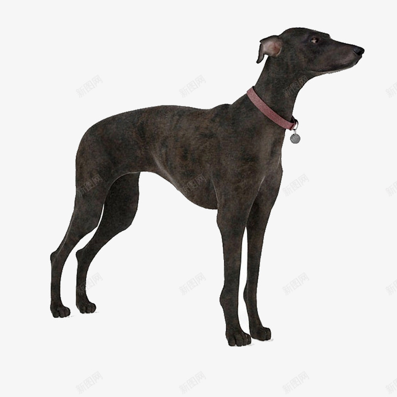 猎犬狗png免抠素材_新图网 https://ixintu.com 猎犬 黑色