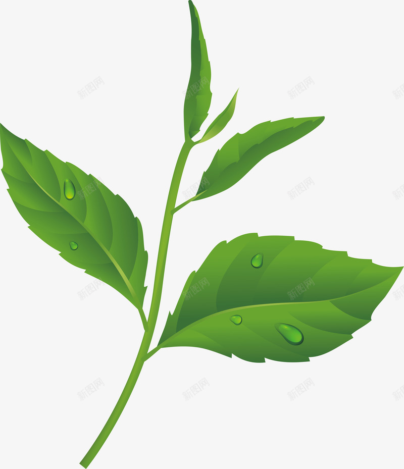 茶叶水墨新鲜茶叶矢量图ai免抠素材_新图网 https://ixintu.com 乌龙茶茶叶 毛尖茶叶 白茶茶叶 矢量茶叶 碧螺春茶叶 竹叶青茶叶 绿色茶叶 茶叶漂浮 茶叶简笔画 茶叶素描 茶叶线条 矢量图