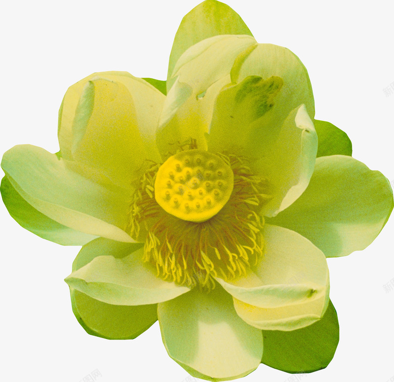 漂浮绿色莲花朵png免抠素材_新图网 https://ixintu.com 唯美 花朵 荷花 荷花瓣 莲花