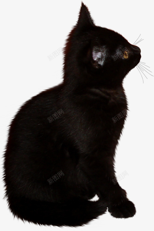 万圣节黑猫png免抠素材_新图网 https://ixintu.com 万圣节 动物 小猫 黑色