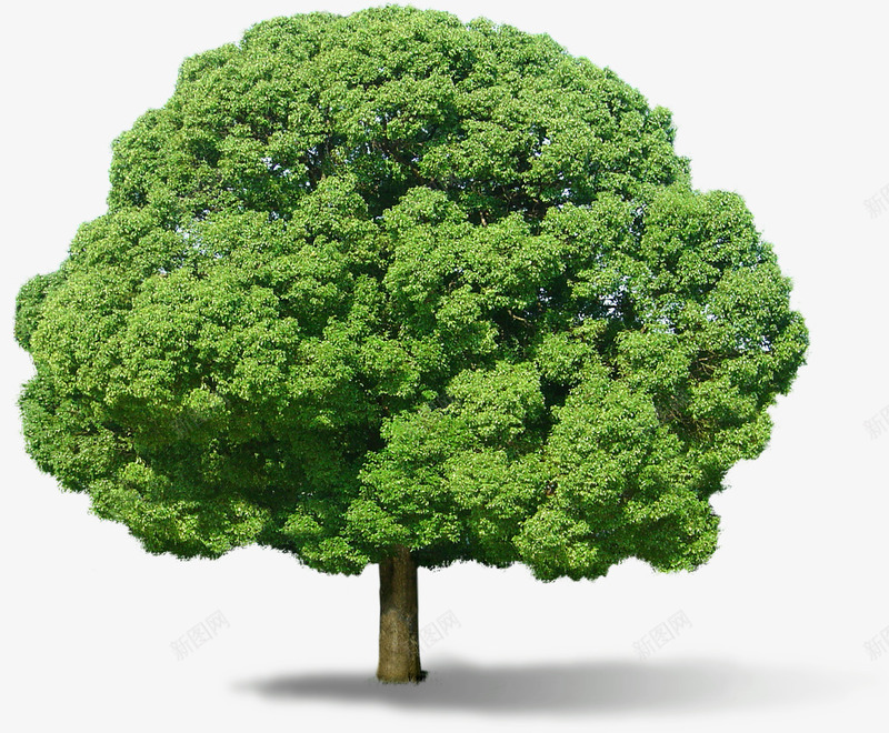 夏日植物大树png免抠素材_新图网 https://ixintu.com 夏日 大树 植物