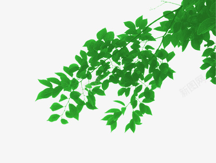 春天美丽树叶景色png免抠素材_新图网 https://ixintu.com 春天 景色 树叶 美丽