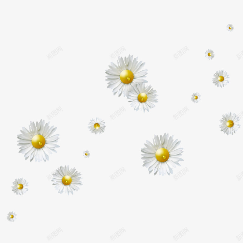 白色野菊花漂浮png免抠素材_新图网 https://ixintu.com 白色 花卉 花朵 野菊花
