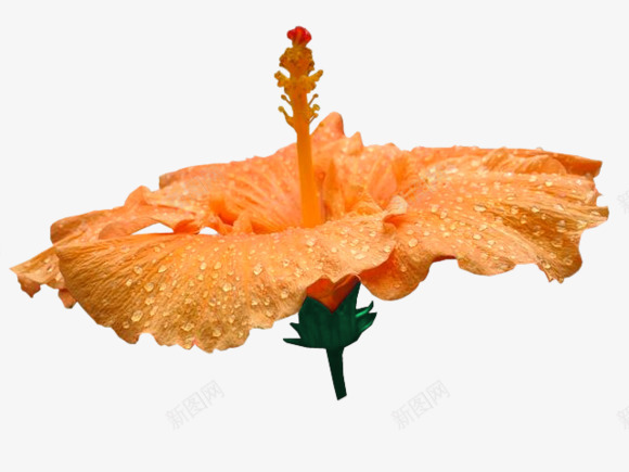 美丽的喇叭花png免抠素材_新图网 https://ixintu.com 喇叭花 花 花朵