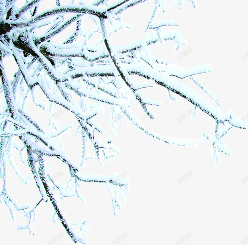 冬日雪枝png免抠素材_新图网 https://ixintu.com 冬日 冬日雪枝 素材 雪枝