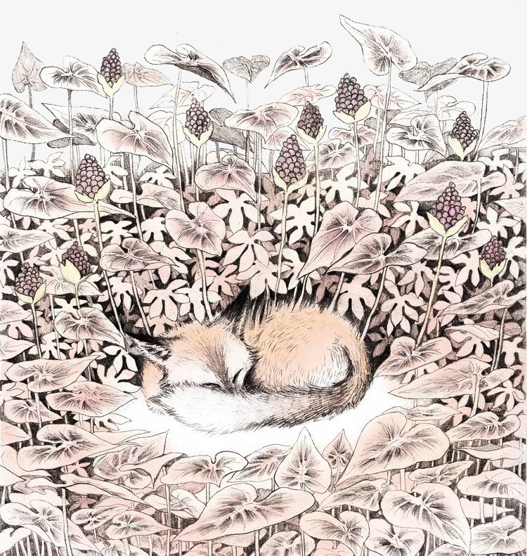 沉睡森林狐狸png免抠素材_新图网 https://ixintu.com 冬季 冬眠 森林 狐狸 狡猾 聪明 芦苇
