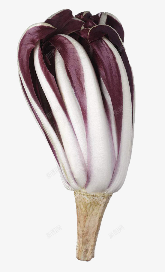 食用红菊苣png免抠素材_新图网 https://ixintu.com 新鲜蔬菜 紫菊苣 菊苣 野生菊苣图片 食品