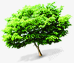 春游踏青大树美景png免抠素材_新图网 https://ixintu.com 大树 春游 美景 踏青