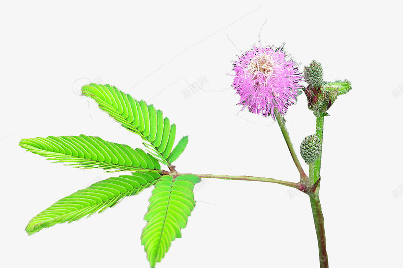 含羞草害羞草png免抠素材_新图网 https://ixintu.com 含羞草 害羞草 小绿色 紫花