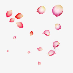 粉红花瓣玫瑰花漂浮飘落素材