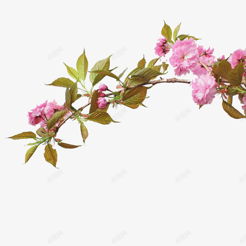 绽放的花朵png免抠素材_新图网 https://ixintu.com 叶子 树枝 清香 百花绽放 紫色 绽放 美丽 花朵 芳香