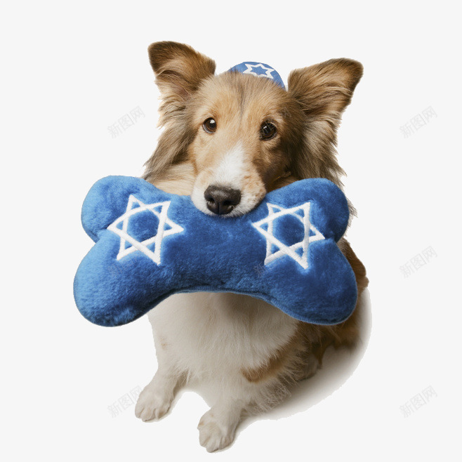 喜乐蒂牧羊犬png免抠素材_新图网 https://ixintu.com 宠物 牧羊犬 狗 萌宠 蓝色枕头