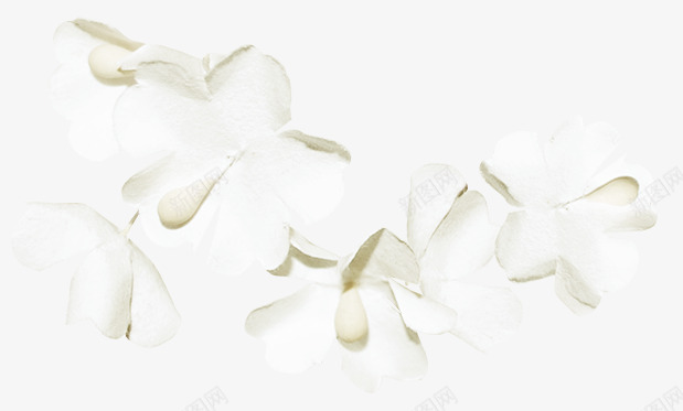 漂浮花卉png免抠素材_新图网 https://ixintu.com 白花 花朵 花瓣 野花