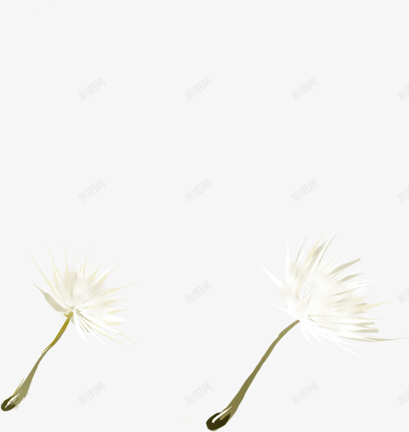 手绘漂浮的白色蒲公英png免抠素材_新图网 https://ixintu.com 漂浮 白色 蒲公英