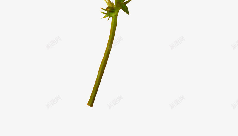 小野花png免抠素材_新图网 https://ixintu.com 小野花 野草 黄色