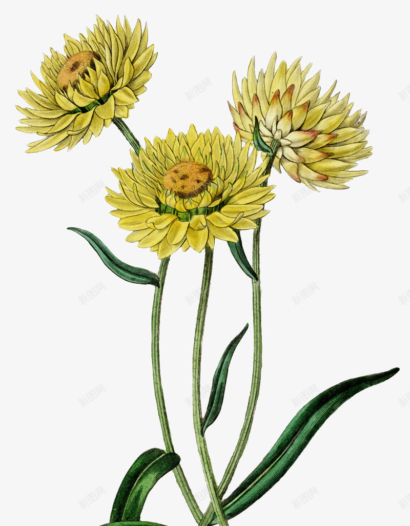 手绘菊花png免抠素材_新图网 https://ixintu.com 冬菊 花朵 菊花 菊花图案 菊花彩绘 菊花花束 装饰图 装饰画 鲜花