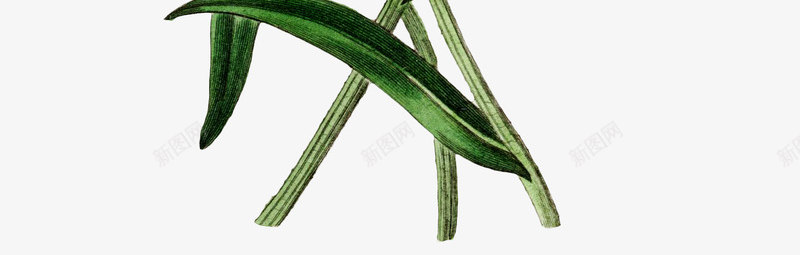 手绘菊花png免抠素材_新图网 https://ixintu.com 冬菊 花朵 菊花 菊花图案 菊花彩绘 菊花花束 装饰图 装饰画 鲜花