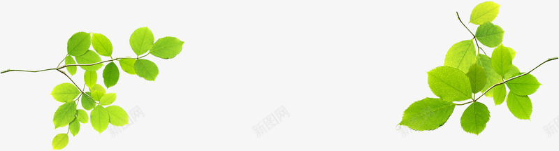 绿色树叶春天景色png免抠素材_新图网 https://ixintu.com 春天 景色 树叶 绿色