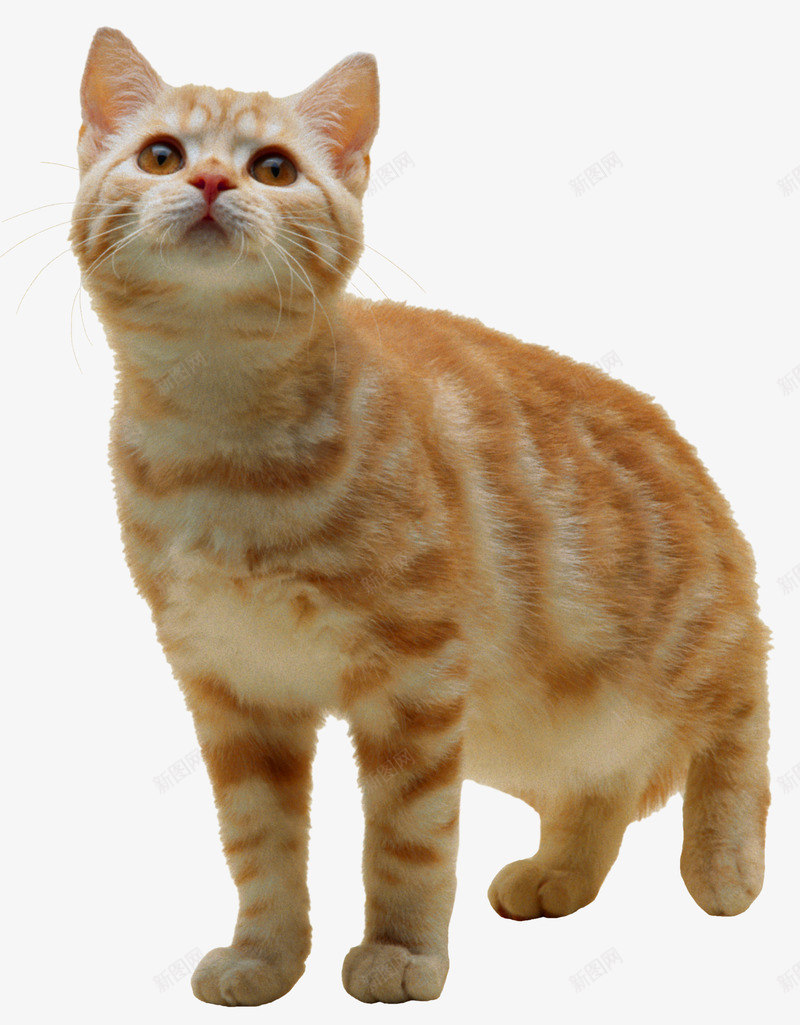 可爱小黄猫png免抠素材_新图网 https://ixintu.com 可爱 图片